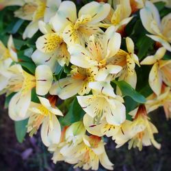 Close-up of yellow flowers