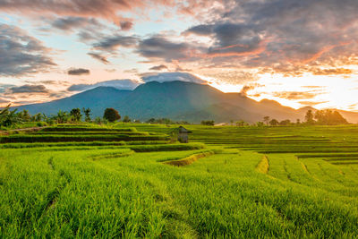 Scenic view of agricultural field against sky during sunset