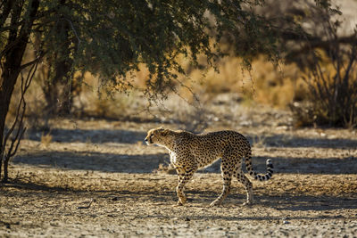 Cheetah walking on field