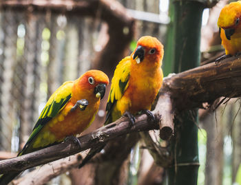 Close-up of parrots perching on branch at zoo