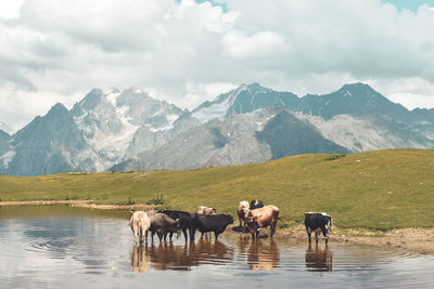 Horses in a lake against mountain range