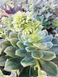 Close-up of succulent plant