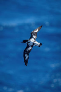 Cape petrel