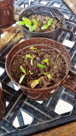 High angle view of potted plant