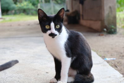 Portrait of cat sitting outdoors