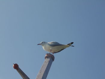 Low angle view of seagull perching on wooden post against sky