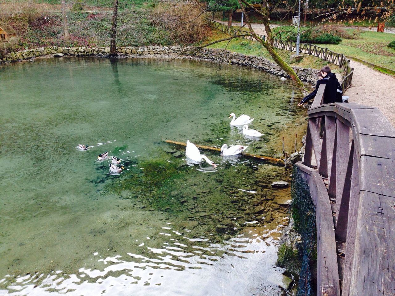 water, bird, animal themes, wildlife, lake, animals in the wild, river, nature, day, grass, high angle view, duck, built structure, swan, outdoors, reflection, one animal, tree, two animals, transportation