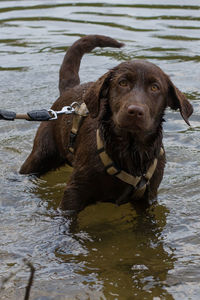 Portrait of dog in lake