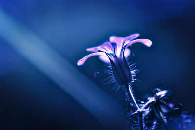 Close-up of purple flowering plant