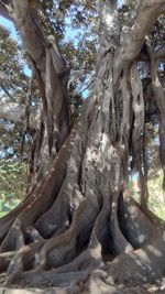 View of tree trunk