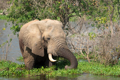 African elephant, loxodonta africana, murchison falls national park, uganda