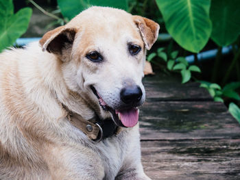 Close-up portrait of a dog