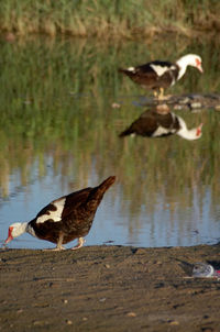 Birds flying over lake