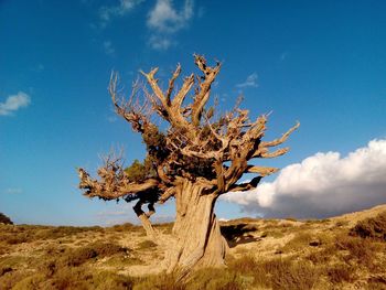 Dead tree on field against sky