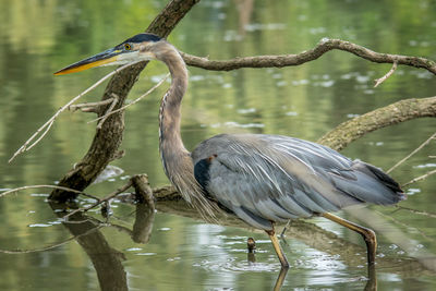 High angle view of gray heron perching on lake