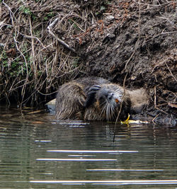 Duck in a lake