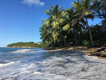 Scenic view of palm trees at beach against sky