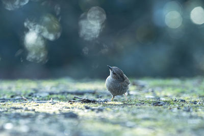 Close-up of bird perching on a land