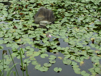Leaves in a lake