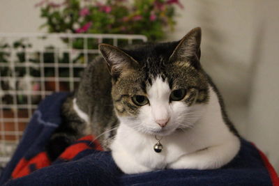 Close-up portrait of cat relaxing at home