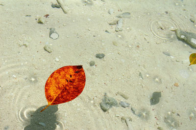 High angle view of orange leaf on beach