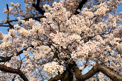 Low angle view of cherry blossoms in spring