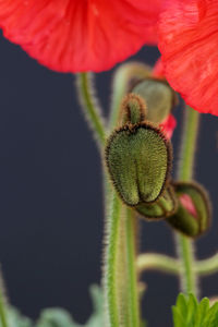 Vibrant iceland poppy blossoms and buds against a dark background