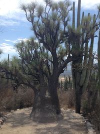 Trees on landscape