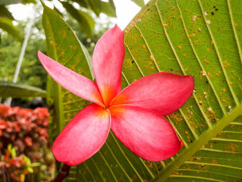 Close-up of pink frangipani blooming outdoors