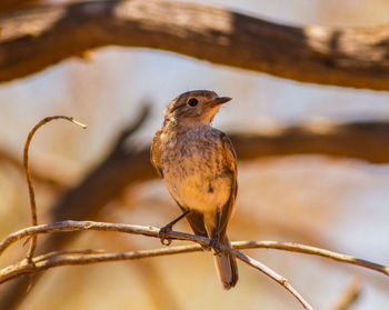 Close-up of bird perching on plant