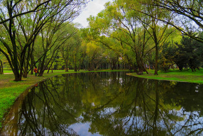 Reflection of trees in lake