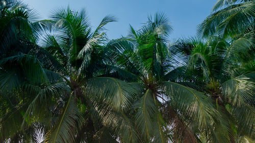 Low angle view of palm trees against sky