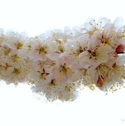 Low angle view of white flowers blooming in park