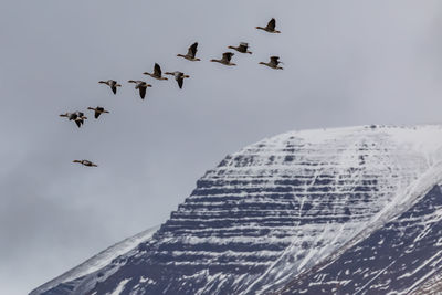 Low angle view of birds flying in sky