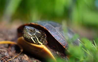 Close-up of turtle