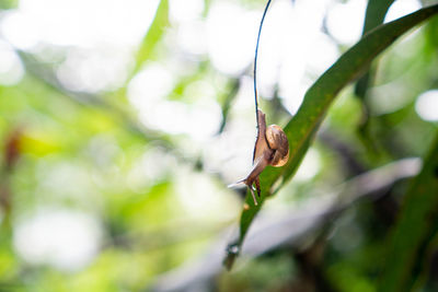 Close-up of insect on plant