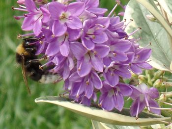 Close-up of bee pollinating on pink flower