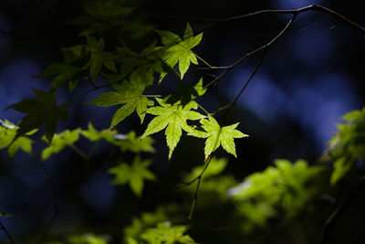 Close-up of leaves on tree