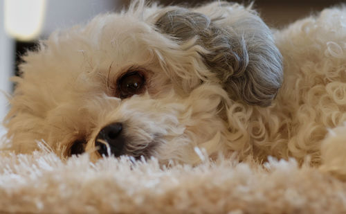 Close-up of a dog lying down