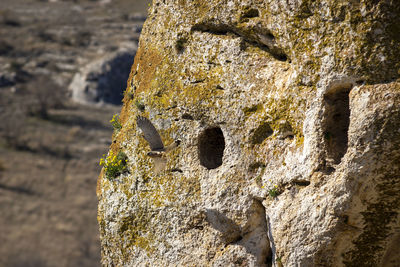 Close-up of old rock