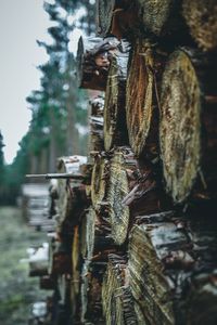 Stack of logs on field