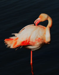 Close-up of a duck in a lake