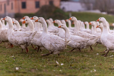 Flock of sheep in a field