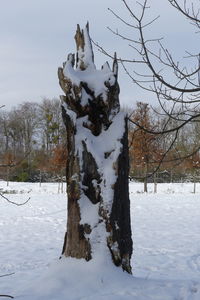 Trees on snow covered field