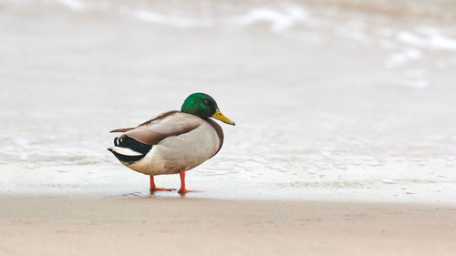 Drake mallard duck standing on coast near baltic sea. close up of anas platyrhynchos, waterfowl