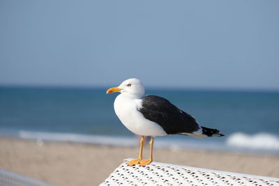 Seagull perching on a beach