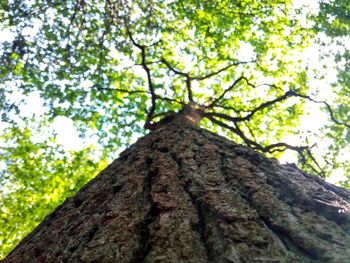 Low angle view of tree trunk in forest