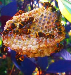 Close-up of autumn leaf