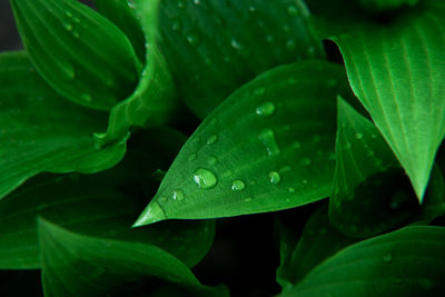 Top view of fresh green hosta leaves lush foliage with dew or rain water drops natural background.