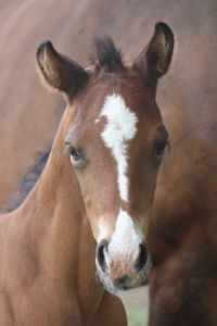 Close-up portrait of a horse